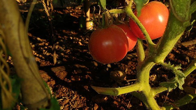 Hort2